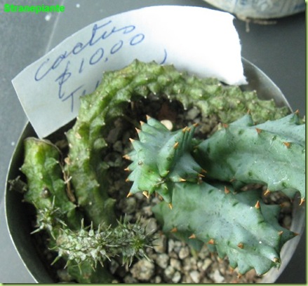 cacto cuba huernia cacto cuba huernia