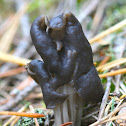 Fluted black elfin saddle
