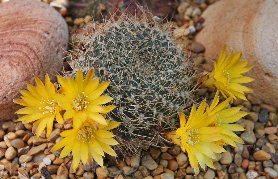 [120607_Rebutia-arenacea_07%255B2%255D.jpg]