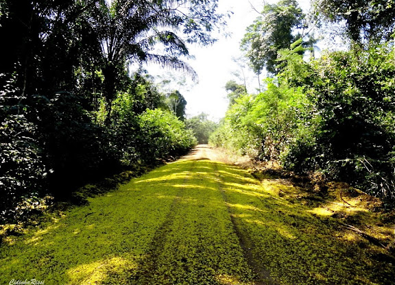 La piste vers le Rio Teles Pires, município de Nova Canaã do Norte (Mato Grosso, Brésil), 11 juin 2011. Photo : Cidinha Rissi