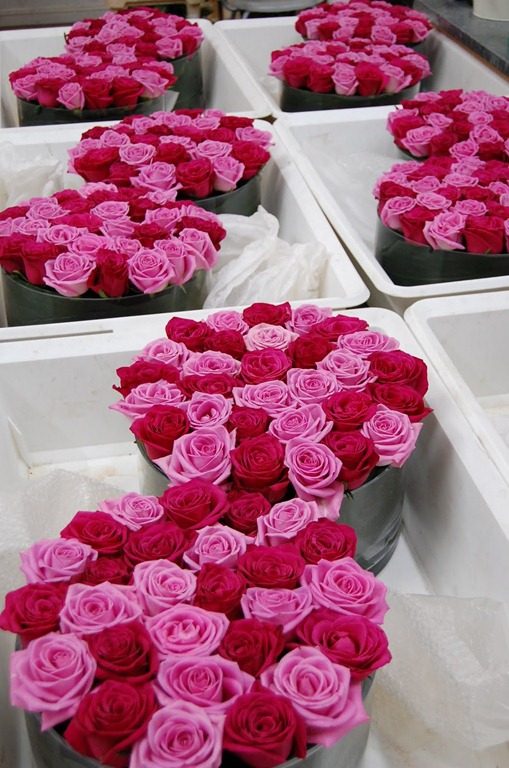 [100_1461-mood-flowers4.jpg]