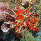 Reef (Bangka Island)