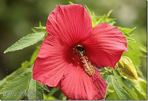 Hibiscus_LordBaltimore_Beetle