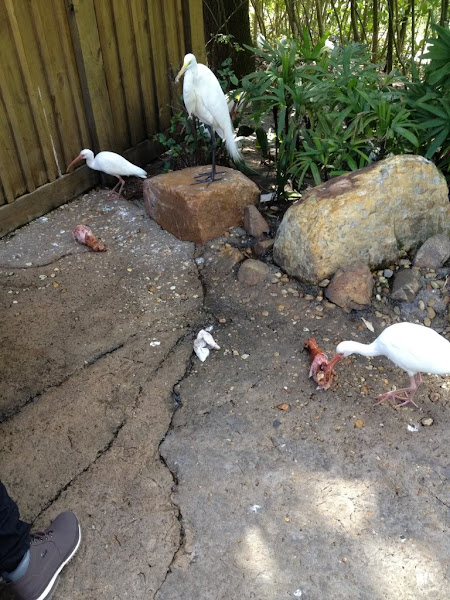 CannibalBird.jpg