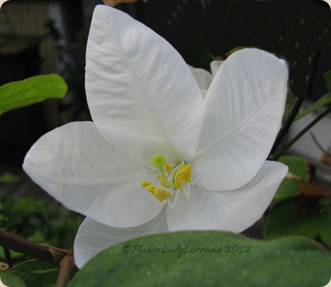 10-06-dwarf-white-orchid