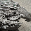 DSC00186-1.jpg