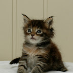 Bearcloud Hope @ 5 weeks hope2.jpg