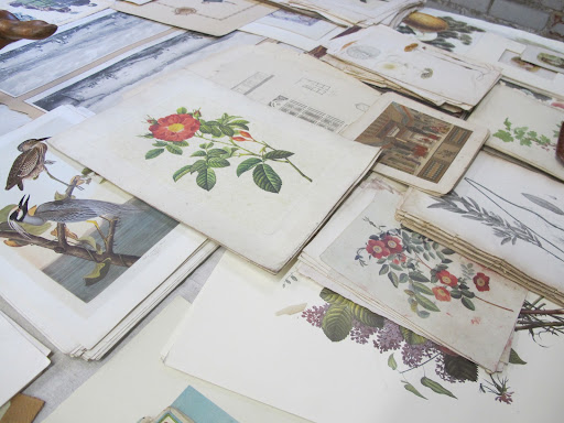 Such pretty botanical prints.