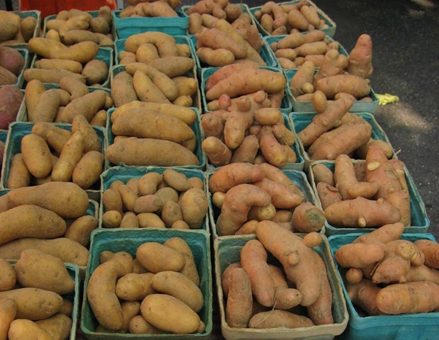 [fingerlings%255B4%255D.jpg]