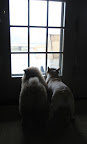 G.K. - just to let you know - it sometimes gets very blowy here at the farm and it can rain a lot!