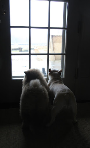 G.K. - just to let you know - it sometimes gets very blowy here at the farm and it can rain a lot!