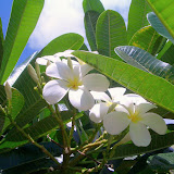 2007-08-21 kauai (chris's pics)