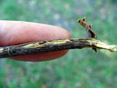 Cicada egg-laying slit with finger for scale Cicada egg-laying slit with finger for scale