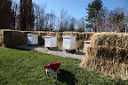 Francesca, let me explain some things to you about Honeybees.  I happen to be somewhat of an expert.
