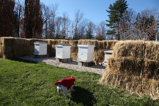 Francesca, let me explain some things to you about Honeybees.  I happen to be somewhat of an expert.