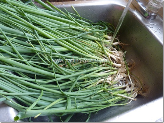 How to prepare green onions for the freezer.  Tips from the Crafty Cousins (2)