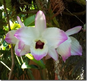 Orquídea Autora Flora Degaspare