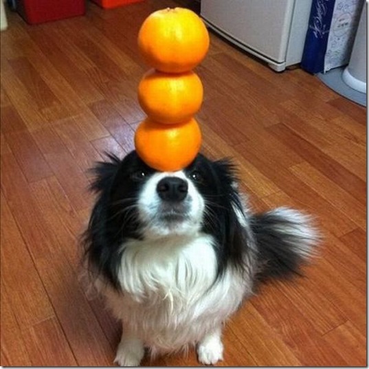 viral-picdump-pics-9