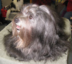 Havanese