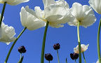 Flowers @ Ventnor Botanic Gardens