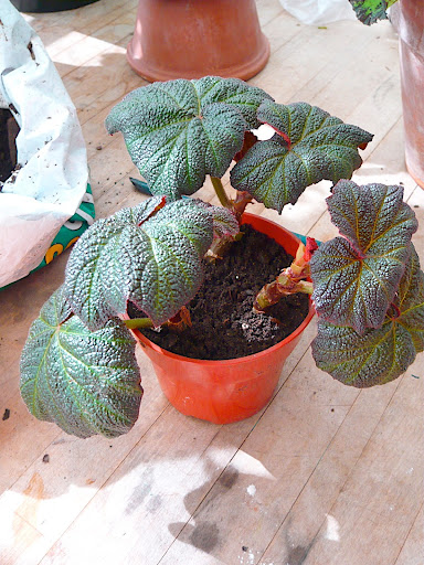 By keeping a smaller set of leaves in tact, I fit 3 cuttings into a 4