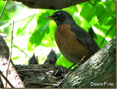 magee marsh goodies_182