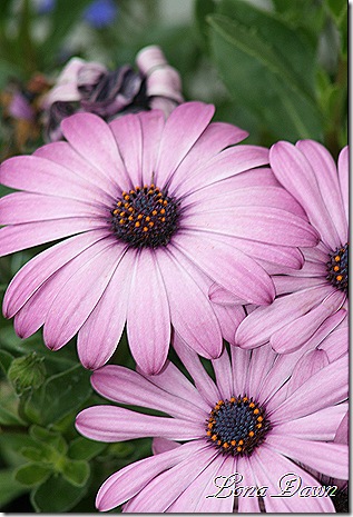 Osteospermum2