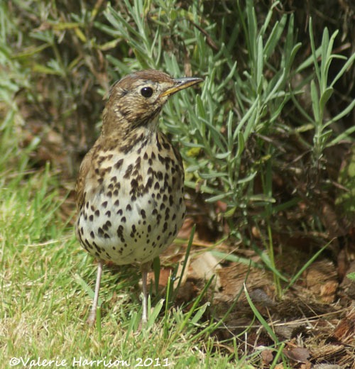 [song-thrush-2%255B2%255D.jpg]