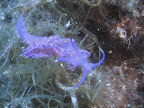 Nudibranch: many of these tiny blue nudibranch can be found on the south side of the point