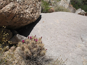 Small hedgehog cactus framed by rocks.
