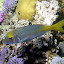 A Fish Swimming - Oak Beach, Australia