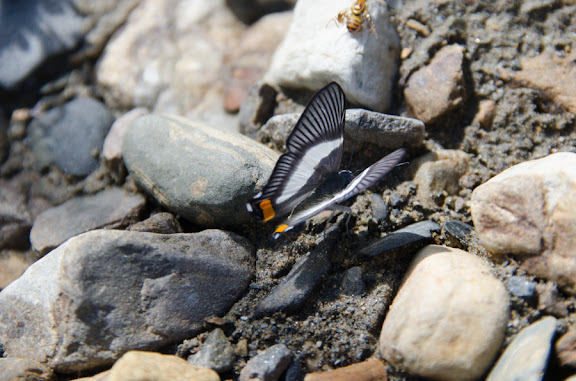 Des Yungas au Beni - Siseme neurodes caudalis BATES, 1868. Près de Coroico à 1004 m d'alt. (Yungas, Bolivie), 14 octobre 2012. Photo : C. Basset
