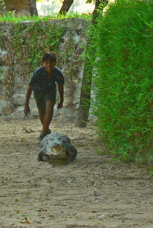 Unbelievable: Kids are training the crocodile