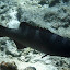 Black, Gray, and Iridescent Blue Spots - Noumea, New Caledonia