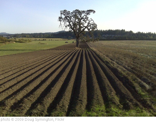 'Furrows and my fav oak' photo (c) 2009, Doug Symington - license: http://creativecommons.org/licenses/by/2.0/