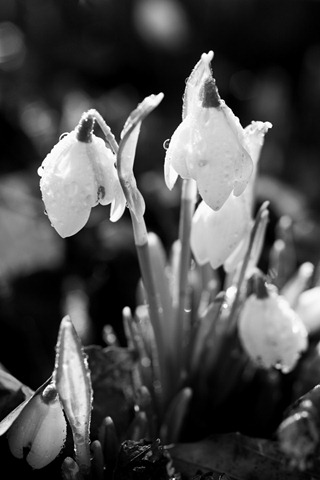 Snowdrops-4