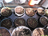 Tatsoi