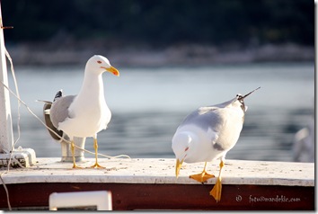 IMG_5535_watermark IMG_5535_watermark