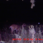 nichols deer 176.JPG