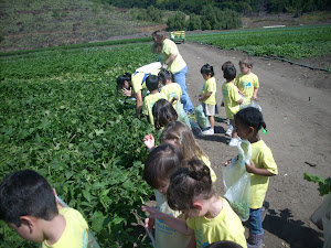 Trying to find some peas in the plants!