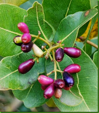 Syzygium cordatum 1 Syzygium cordatum 1
