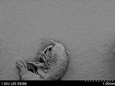 [bacteria_diatmea%255B3%255D.gif]