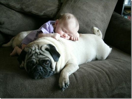 tired-cute-animals-14