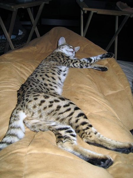 [savannah%2520cat4%255B2%255D.jpg]