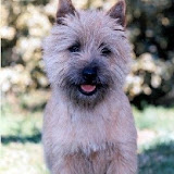 Red's Flame Best Friend (Cairndy Souterne x Giorsal Griselda - Stanedykes blood) 1995