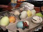 Preggy eggs! Some are from Martha's farm. Preggy eggs! Some are from Martha's farm.