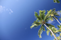 Palm trees, blue sky