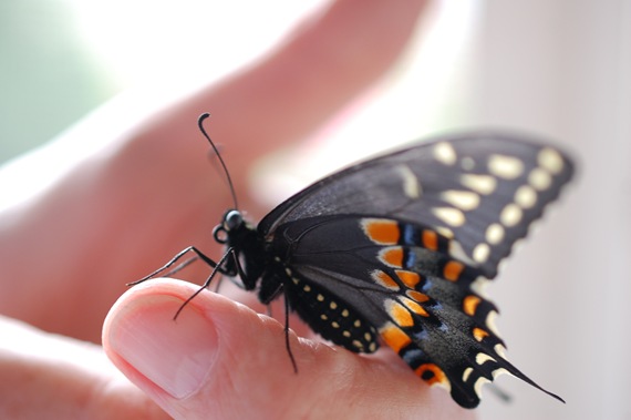 [Swallowtail%2520%25282%2529%255B2%255D.jpg]