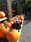 Wow! Franny, they sure have a lot of pumpkins here.