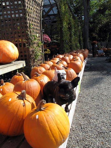 Wow! Franny, they sure have a lot of pumpkins here.